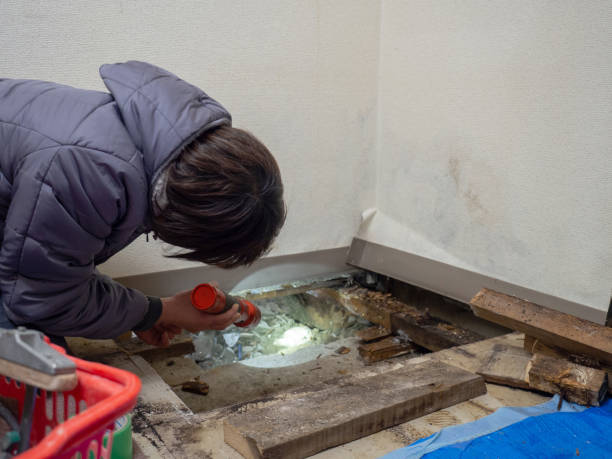 Professional Mold Removal in Lake Havasu City, AZ